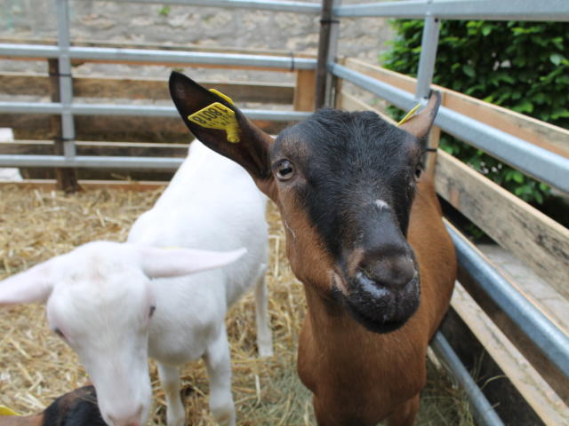 Journées du Terroir à Sarlat