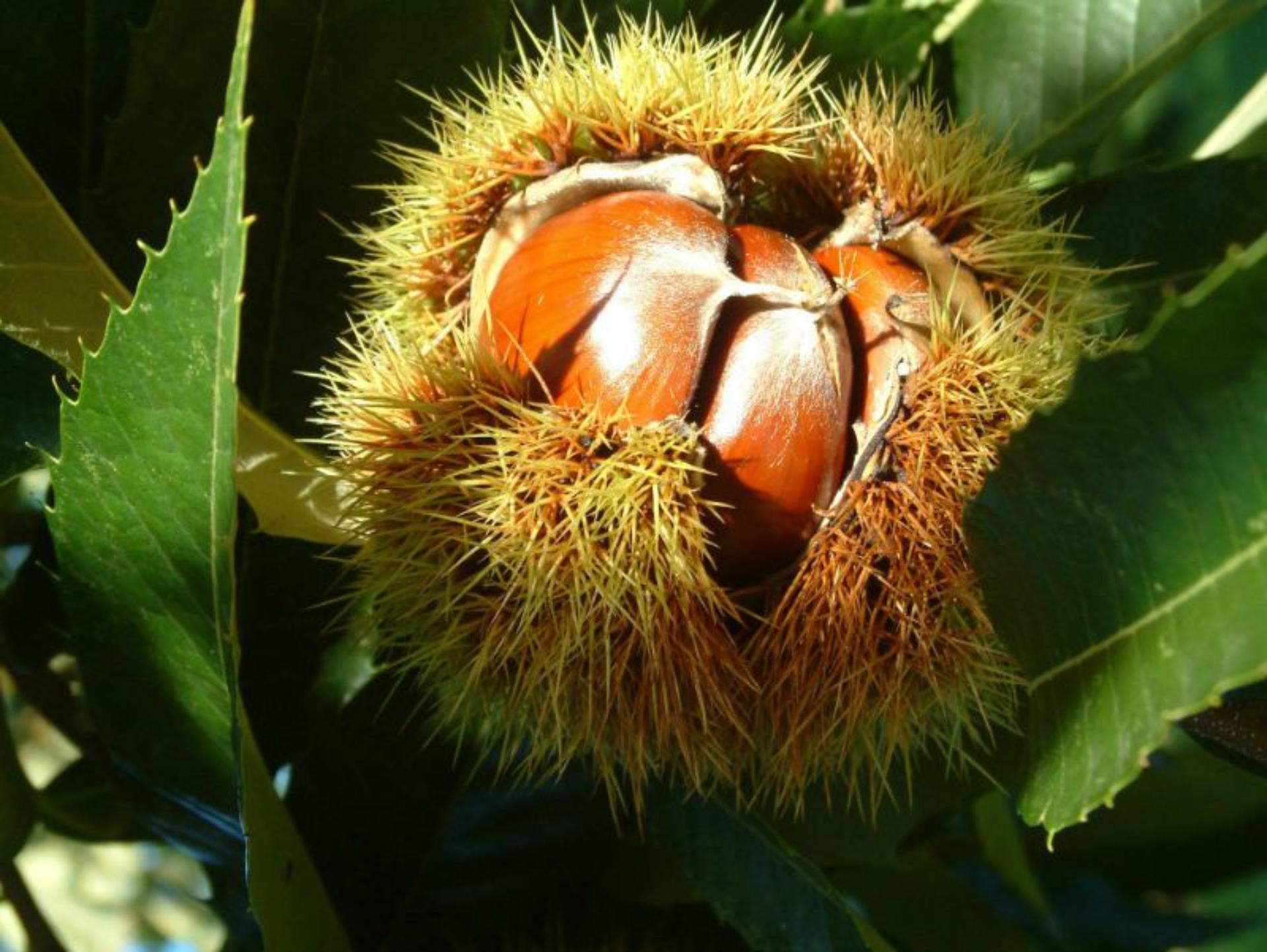 La Châtaigne, le fruit de l’automne du Périgord Sarlat Tourisme