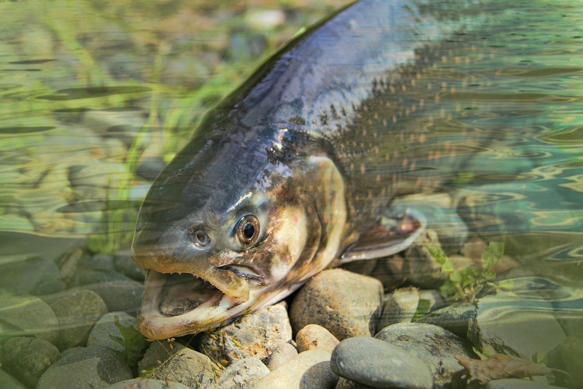 peche truite sarlat